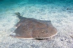 Japanese Angel Shark (Squatina japonica) Japanese Angel Shark (Squatina japonica)