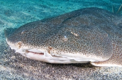 Japanese Angel Shark (Squatina japonica) Japanese Angel Shark (Squatina japonica)