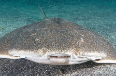 Japanese Angel Shark (Squatina japonica) Japanese Angel Shark (Squatina japonica)