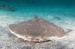 Japanese Angel Shark (Squatina japonica) Japanese Angel Shark (Squatina japonica)