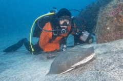 Japanese Angel Shark (Squatina japonica) Japanese Angel Shark (Squatina japonica)