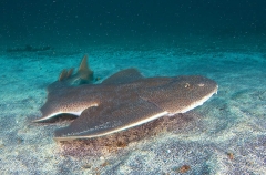 Japanese Angel Shark (Squatina japonica) Japanese Angel Shark (Squatina japonica)