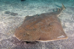 Japanese Angel Shark (Squatina japonica) Japanese Angel Shark (Squatina japonica)