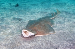 Japanese Angel Shark (Squatina japonica) Japanese Angel Shark (Squatina japonica)
