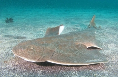 Japanese Angel Shark (Squatina japonica) Japanese Angel Shark (Squatina japonica)