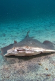 Japanese Angel Shark (Squatina japonica) Japanese Angel Shark (Squatina japonica)