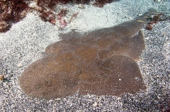 Japanese Angel Shark (Squatina japonica) Japanese Angel Shark (Squatina japonica)