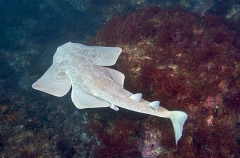Japanese Angel Shark (Squatina japonica) Japanese Angel Shark (Squatina japonica)