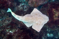 Japanese Angel Shark (Squatina japonica) Japanese Angel Shark (Squatina japonica)