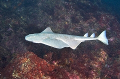 Japanese Angel Shark (Squatina japonica) Japanese Angel Shark (Squatina japonica)