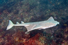 Japanese Angel Shark (Squatina japonica) Japanese Angel Shark (Squatina japonica)