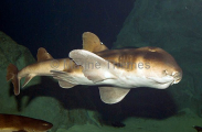Japanese Horn Shark (Heterodontus japonicus) Japanese Horn Shark (Heterodontus japonicus)