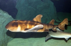 Japanese Horn Shark (Heterodontus japonicus) Japanese Horn Shark (Heterodontus japonicus)