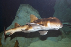 Japanese Horn Shark (Heterodontus japonicus) Japanese Horn Shark (Heterodontus japonicus)