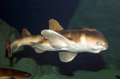 Japanese Horn Shark (Heterodontus japonicus) Japanese Horn Shark (Heterodontus japonicus)