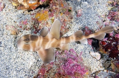 Japanese Horn Shark (Heterodontus japonicus) Japanese Horn Shark (Heterodontus japonicus)