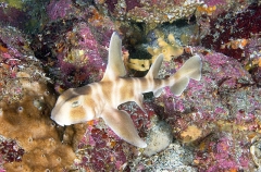 Japanese Horn Shark (Heterodontus japonicus) Japanese Horn Shark (Heterodontus japonicus)