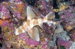 Japanese Horn Shark (Heterodontus japonicus) Japanese Horn Shark (Heterodontus japonicus)
