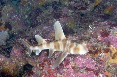 Japanese Horn Shark (Heterodontus japonicus) Japanese Horn Shark (Heterodontus japonicus)