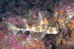 Japanese Horn Shark (Heterodontus japonicus) Japanese Horn Shark (Heterodontus japonicus)