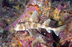 Japanese Horn Shark (Heterodontus japonicus) Japanese Horn Shark (Heterodontus japonicus)