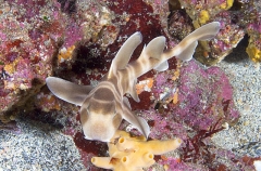 Japanese Horn Shark (Heterodontus japonicus) Japanese Horn Shark (Heterodontus japonicus)