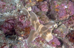 Japanese Horn Shark (Heterodontus japonicus) Japanese Horn Shark (Heterodontus japonicus)