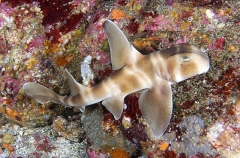 Japanese Horn Shark (Heterodontus japonicus) Japanese Horn Shark (Heterodontus japonicus)