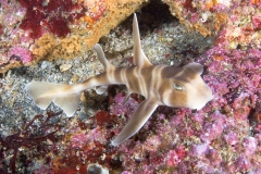 Japanese Horn Shark (Heterodontus japonicus) Japanese Horn Shark (Heterodontus japonicus)