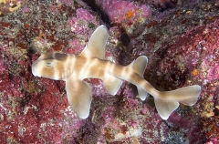 Japanese Horn Shark (Heterodontus japonicus) Japanese Horn Shark (Heterodontus japonicus)