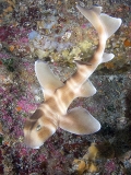 Japanese Horn Shark (Heterodontus japonicus) Japanese Horn Shark (Heterodontus japonicus)