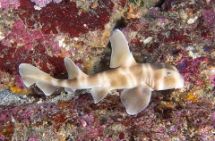 Japanese Horn Shark (Heterodontus japonicus) Japanese Horn Shark (Heterodontus japonicus)