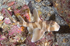 Japanese Horn Shark (Heterodontus japonicus) Japanese Horn Shark (Heterodontus japonicus)