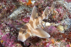 Japanese Horn Shark (Heterodontus japonicus) Japanese Horn Shark (Heterodontus japonicus)