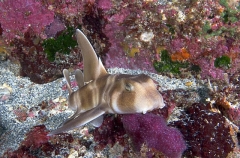 Japanese Horn Shark (Heterodontus japonicus) Japanese Horn Shark (Heterodontus japonicus)