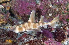 Japanese Horn Shark (Heterodontus japonicus) Japanese Horn Shark (Heterodontus japonicus)