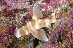 Japanese Horn Shark (Heterodontus japonicus) Japanese Horn Shark (Heterodontus japonicus)