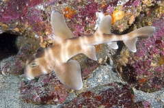 Japanese Horn Shark (Heterodontus japonicus) Japanese Horn Shark (Heterodontus japonicus)
