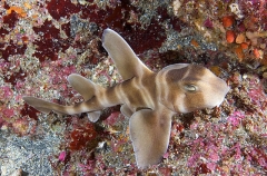 Japanese Horn Shark (Heterodontus japonicus) Japanese Horn Shark (Heterodontus japonicus)
