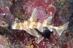 Japanese Horn Shark (Heterodontus japonicus) Japanese Horn Shark (Heterodontus japonicus)