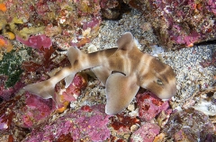 Japanese Horn Shark (Heterodontus japonicus) Japanese Horn Shark (Heterodontus japonicus)