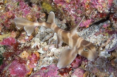 Japanese Horn Shark (Heterodontus japonicus) Japanese Horn Shark (Heterodontus japonicus)
