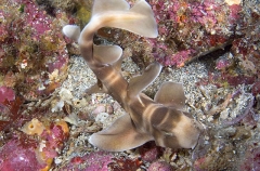 Japanese Horn Shark (Heterodontus japonicus) Japanese Horn Shark (Heterodontus japonicus)
