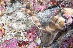 Japanese Horn Shark (Heterodontus japonicus) Japanese Horn Shark (Heterodontus japonicus)