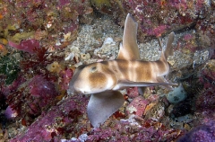 Japanese Horn Shark (Heterodontus japonicus) Japanese Horn Shark (Heterodontus japonicus)