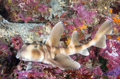 Japanese Horn Shark (Heterodontus japonicus) Japanese Horn Shark (Heterodontus japonicus)