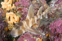 Japanese Horn Shark (Heterodontus japonicus) Japanese Horn Shark (Heterodontus japonicus)