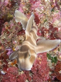 Japanese Horn Shark (Heterodontus japonicus) Japanese Horn Shark (Heterodontus japonicus)