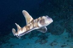 Japanese Horn Shark (Heterodontus japonicus) Japanese Horn Shark (Heterodontus japonicus)