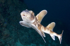 Japanese Horn Shark (Heterodontus japonicus) Japanese Horn Shark (Heterodontus japonicus)